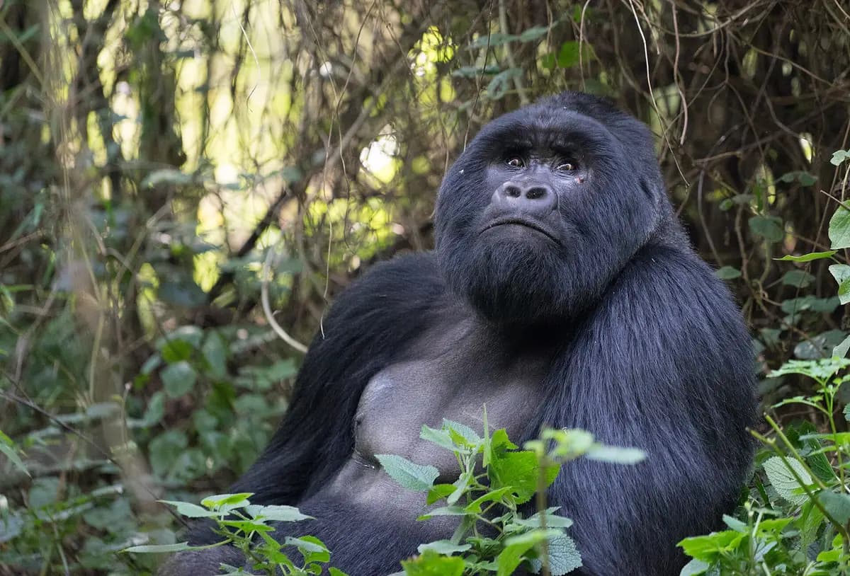 A silverback mountain gorilla in Mgahinga's forest