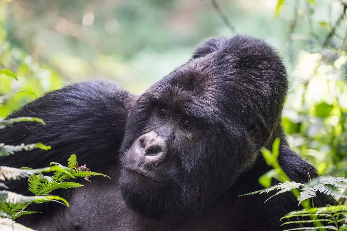 A mountain gorilla resting among ferns