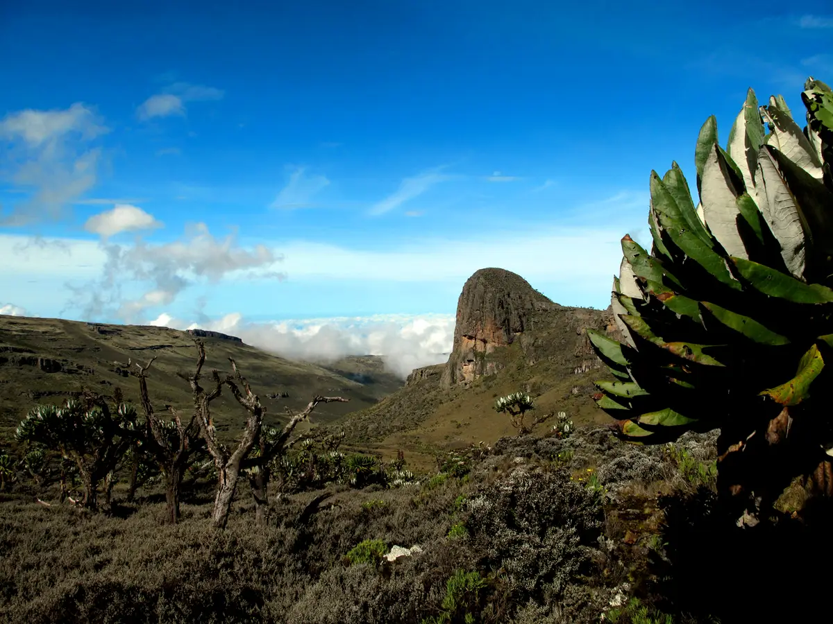 A rock outcrop and giant groundsels on Mount Elgon