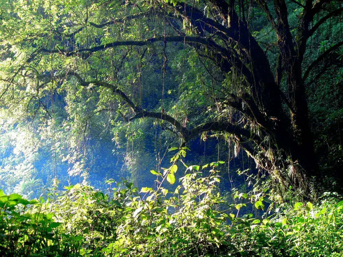 Sunlight through montane forest on Mount Elgon