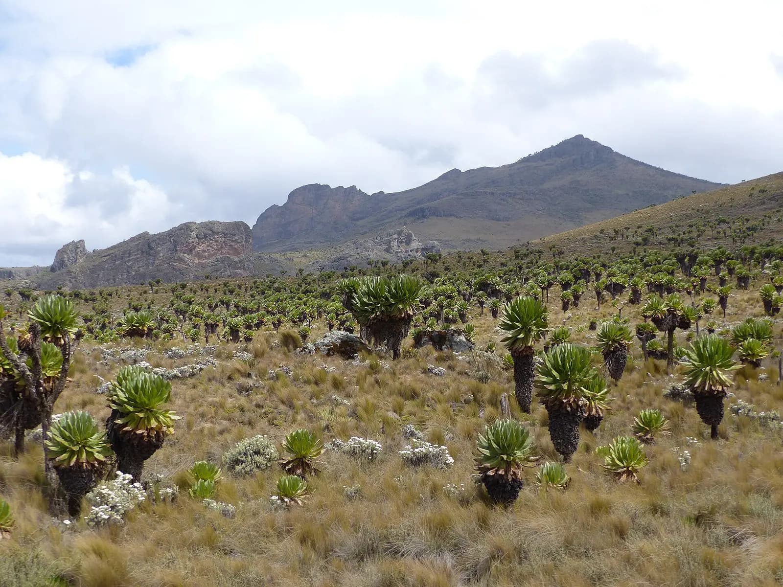 Giant groundsels on the moorland of Mount Elgon