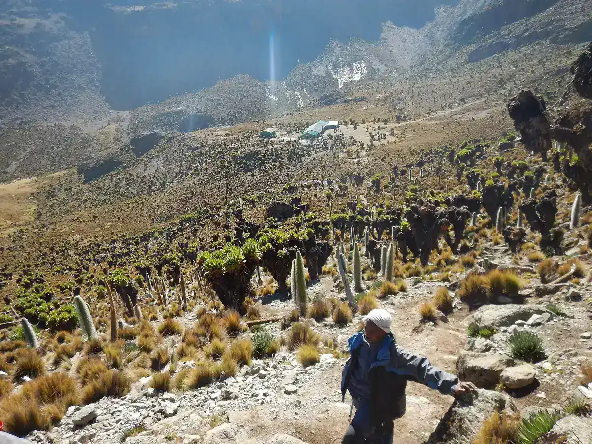 A trekker among giant groundsels on Mount Kenya