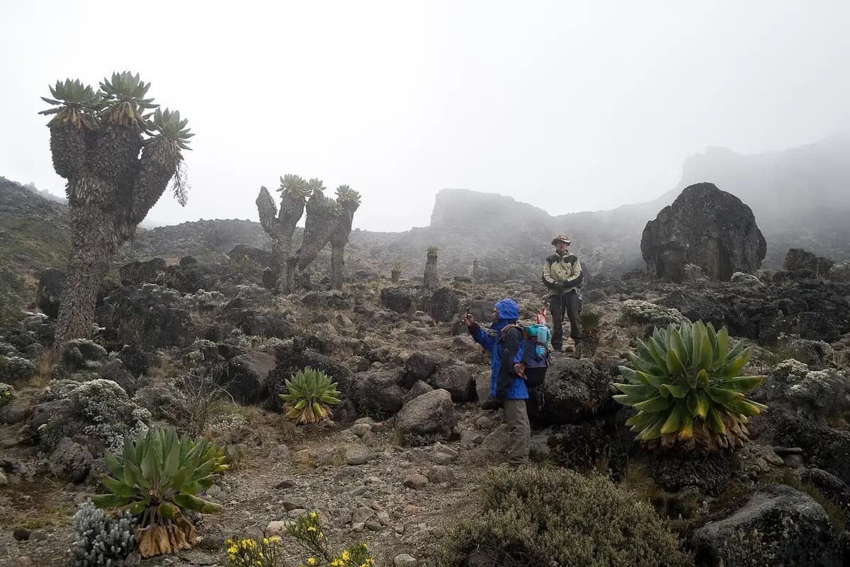 Giant groundsels near Barranco Camp on Kilimanjaro