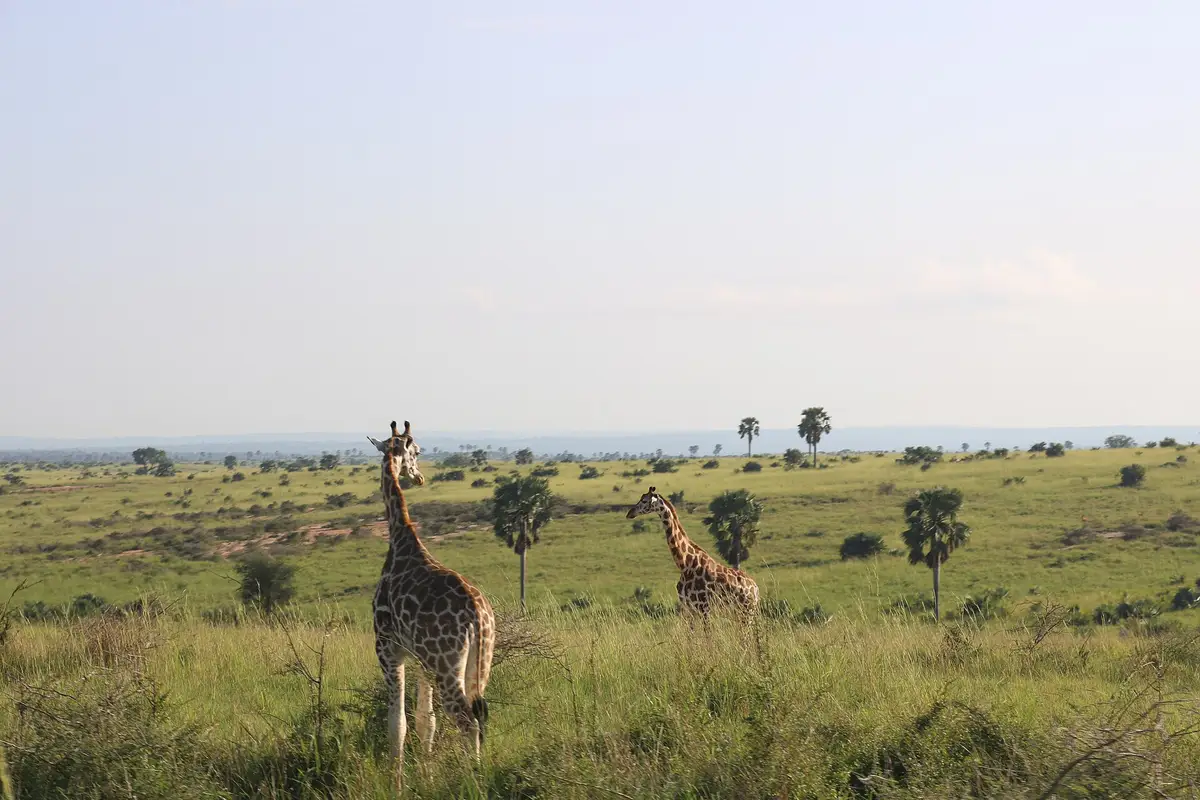 Rothschild's giraffes on the savanna of Murchison Falls National Park