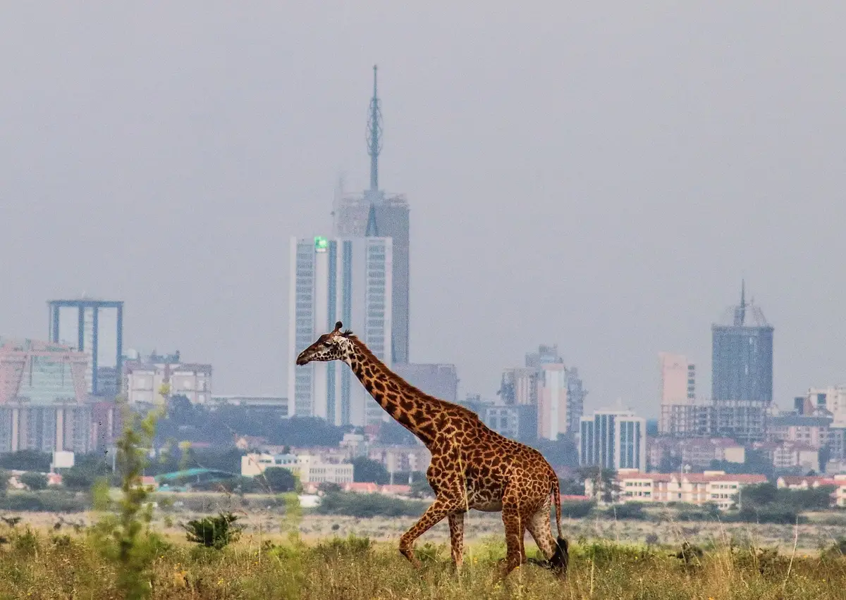 A giraffe in Nairobi National Park with city towers behind