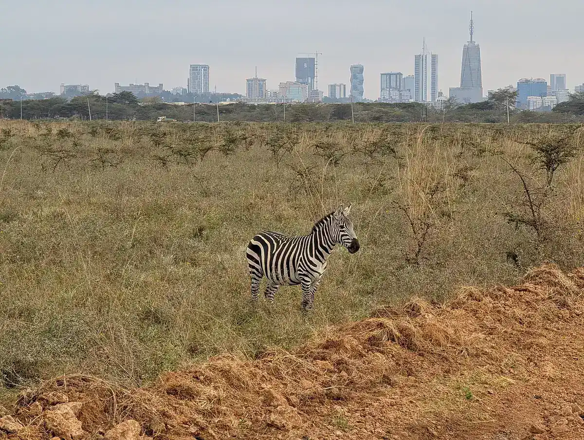 A zebra in Nairobi National Park below the city