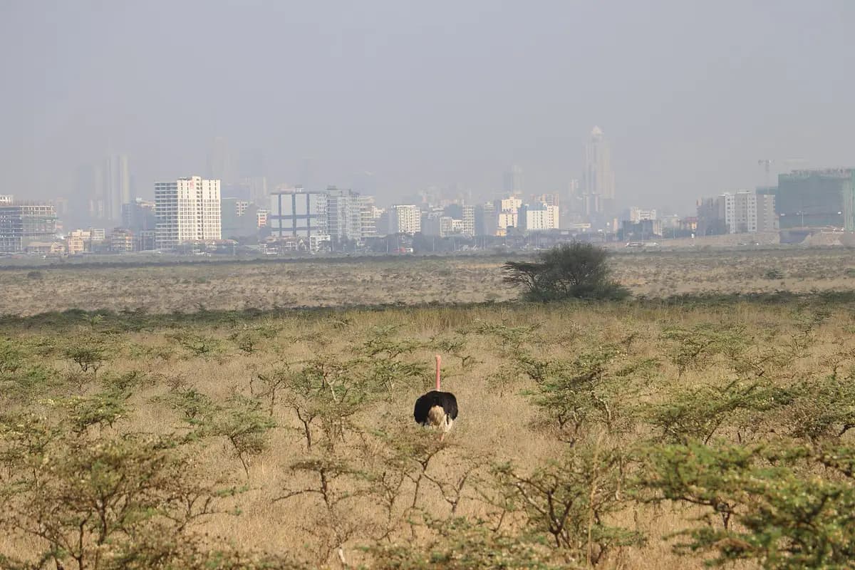 An ostrich in the grass facing the Nairobi skyline