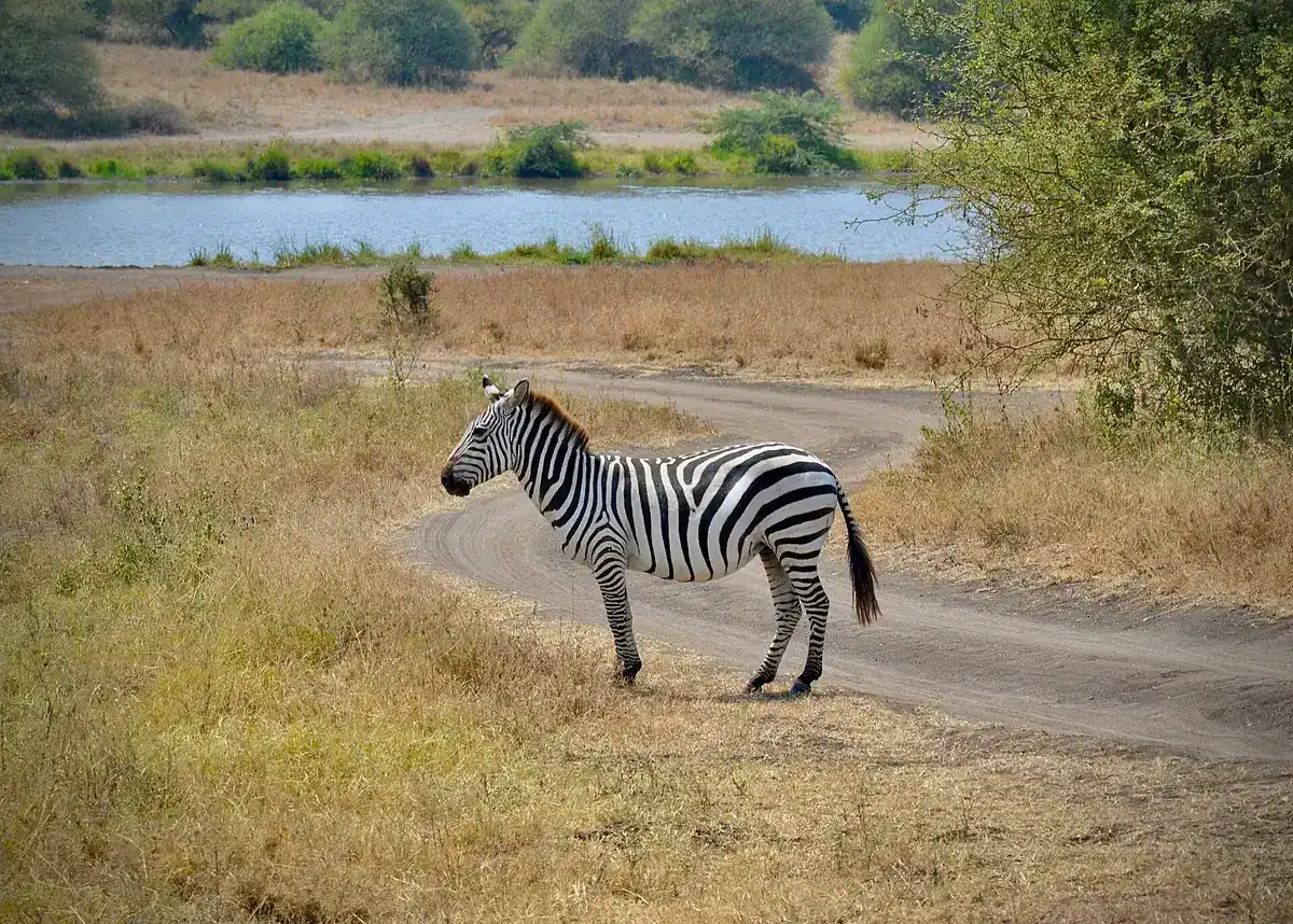 A zebra beside a track in Nairobi National Park