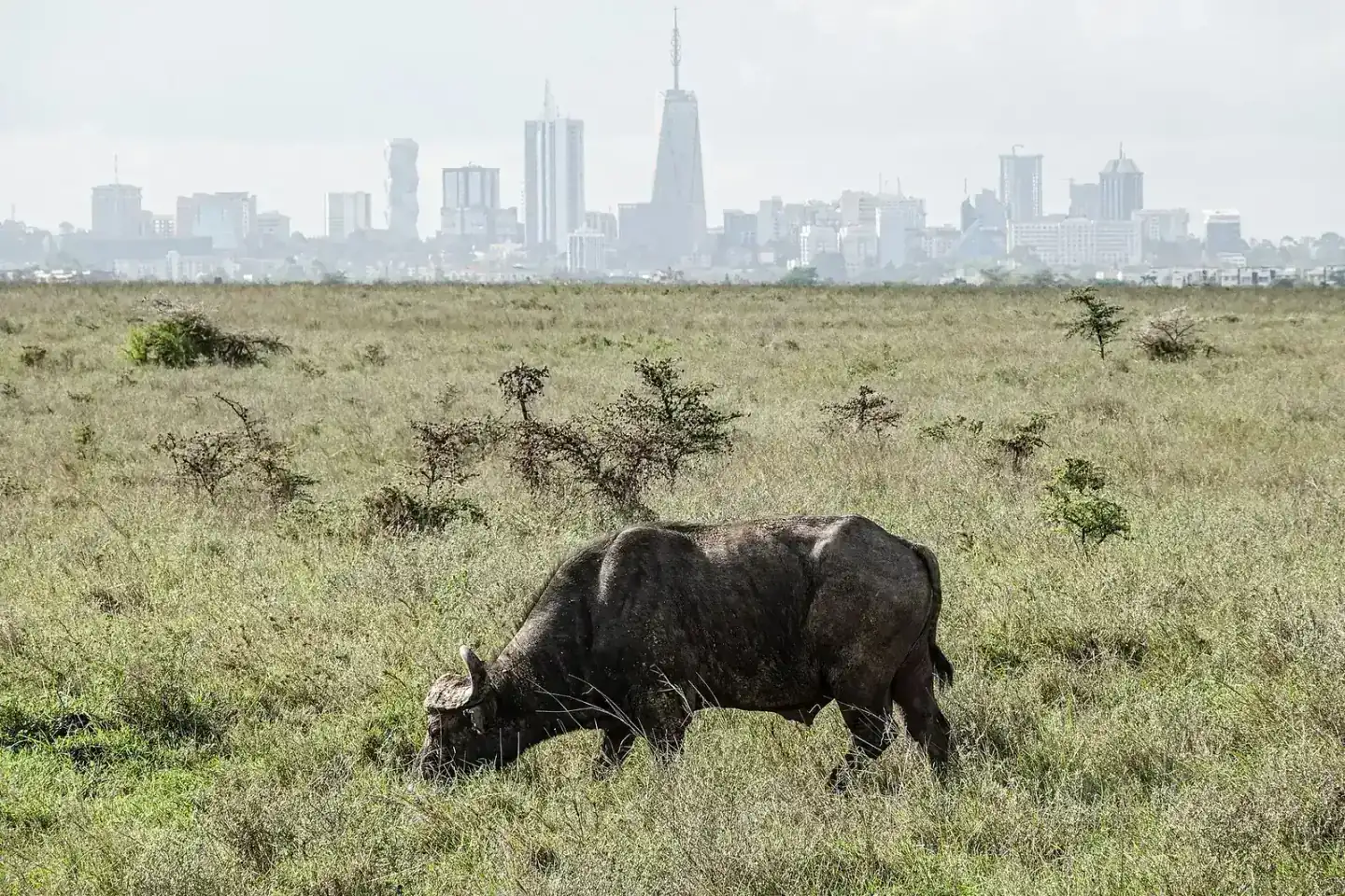 A buffalo grazing with Nairobi's skyline behind
