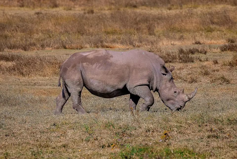 A rhino grazing on the floor of the Ngorongoro Crater