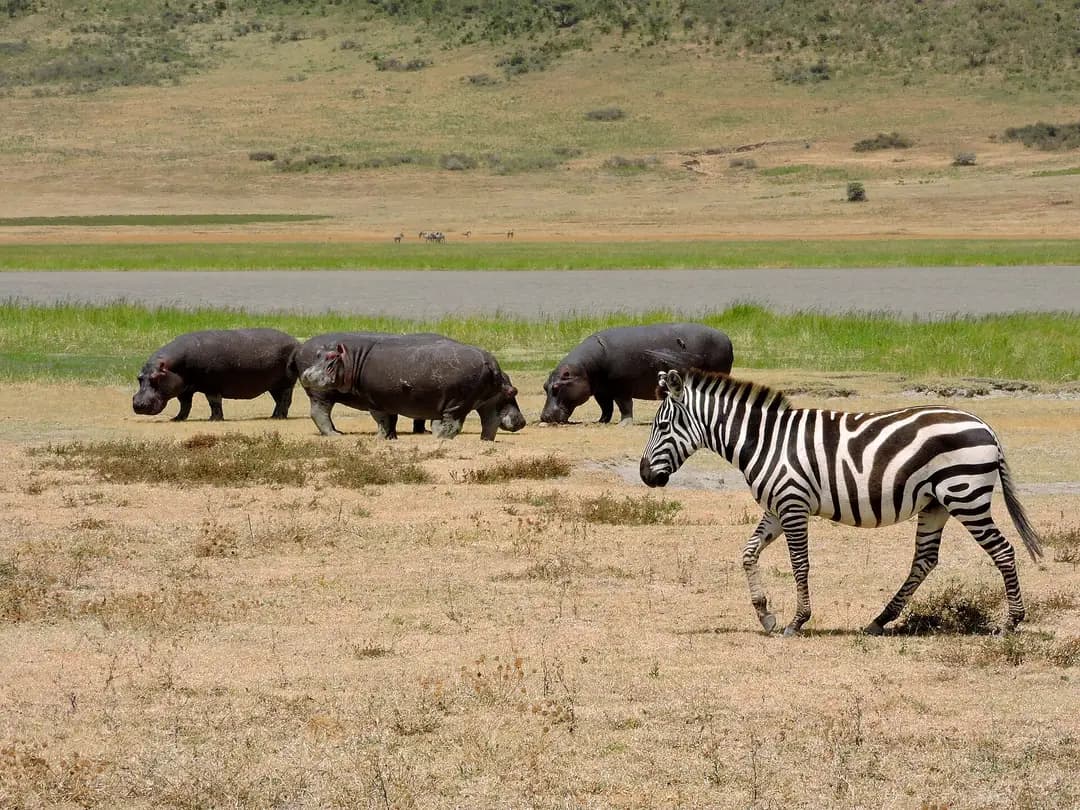 Hippos and a zebra on the Ngorongoro Crater floor