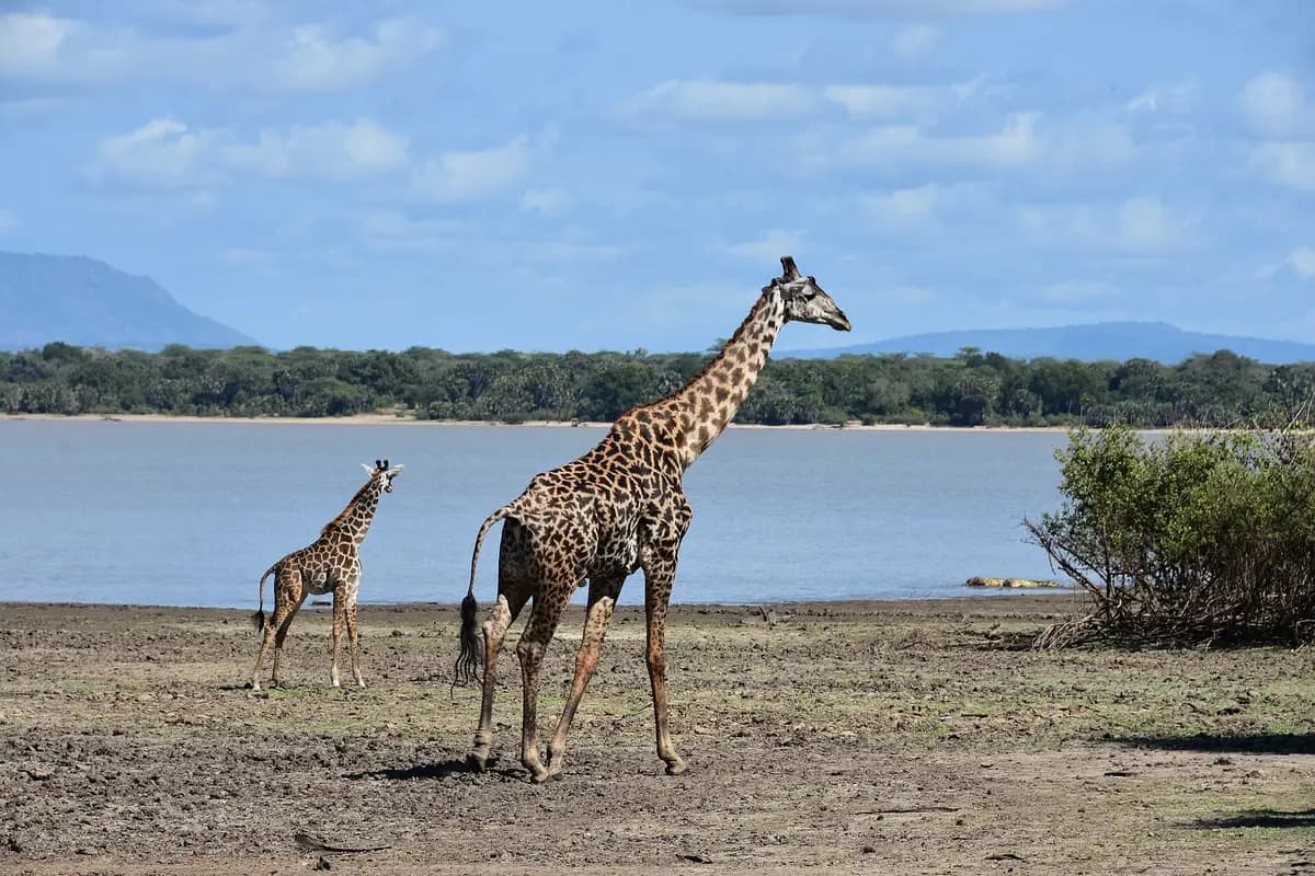 Giraffes by a lake in the former Selous Game Reserve