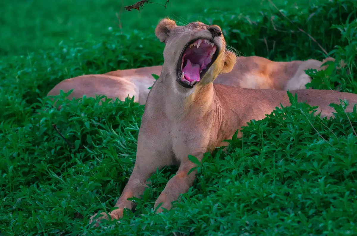 A lioness yawning in green grass in Nyerere National Park