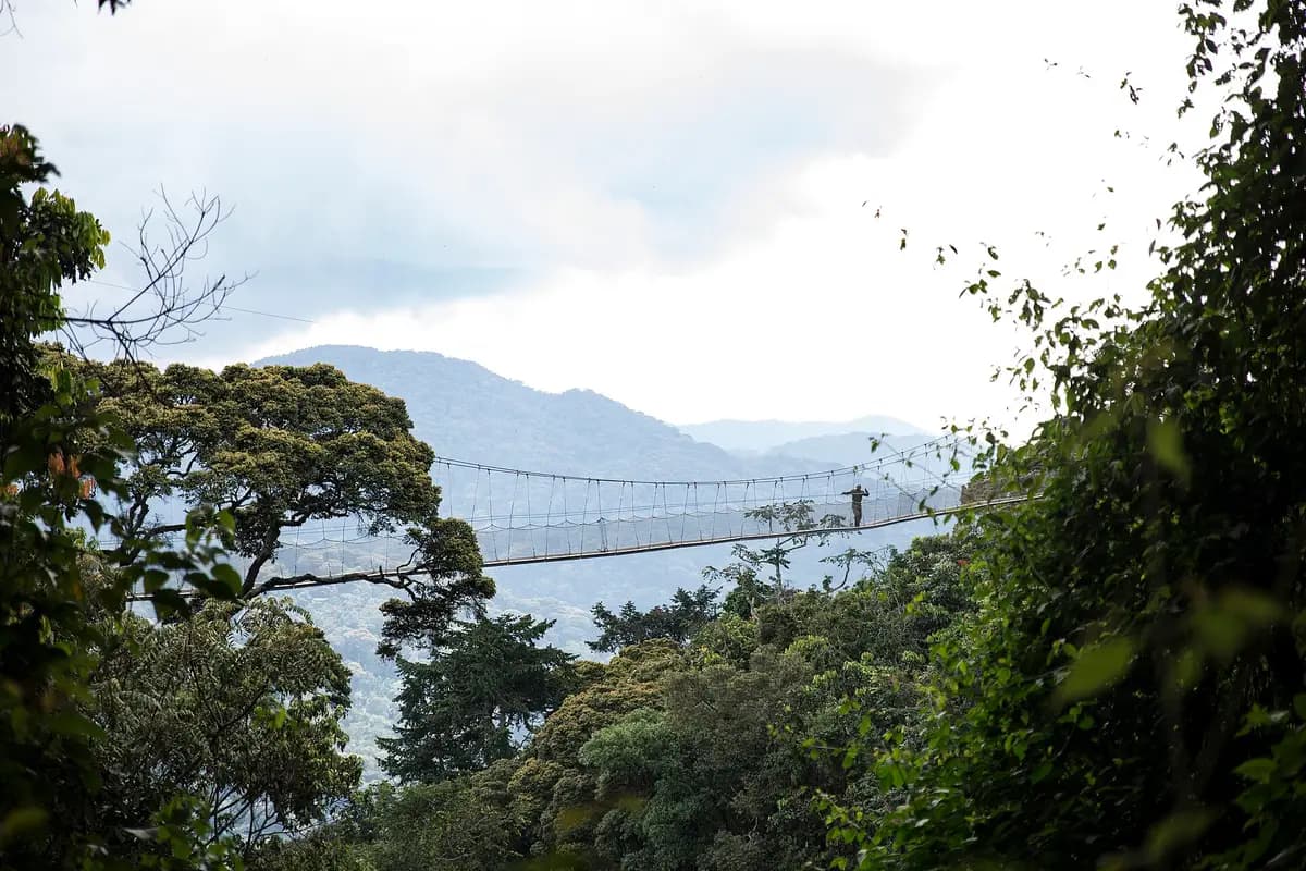 The suspended canopy walkway above the Nyungwe forest