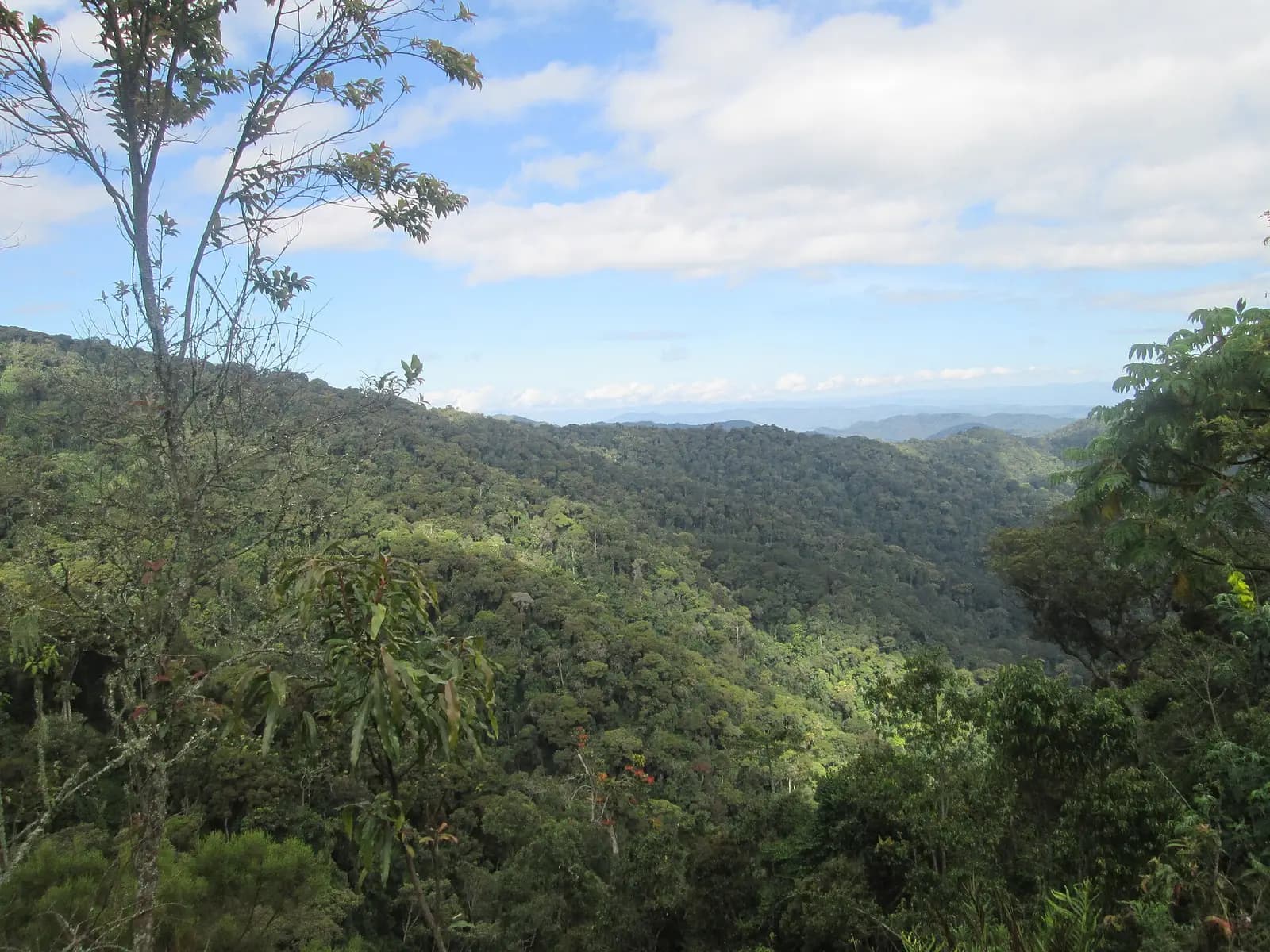 Forested hills and valleys of Nyungwe National Park