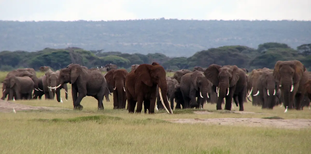 A large elephant herd on the Ol Pejeta plains
