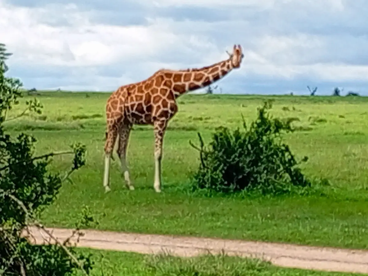 A giraffe on the grasslands of Ol Pejeta