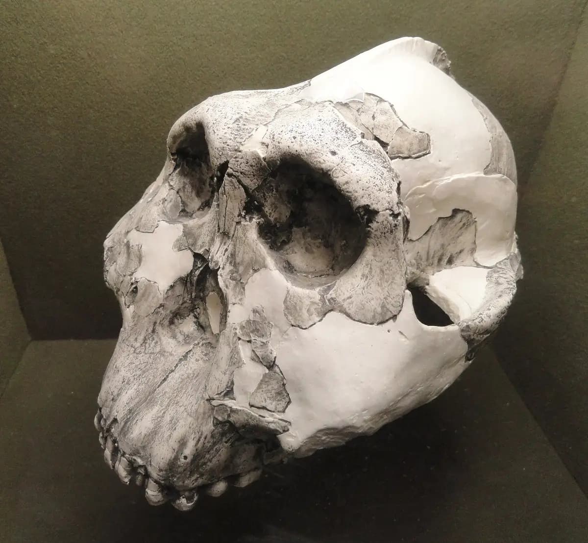 A cast of the Paranthropus boisei skull found at Olduvai Gorge