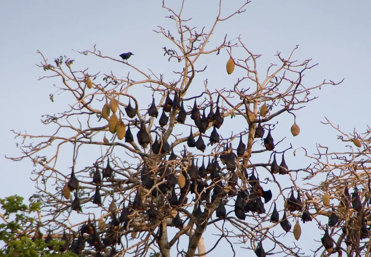 Fruit bats roosting in a tree in Ngezi Forest, Pemba