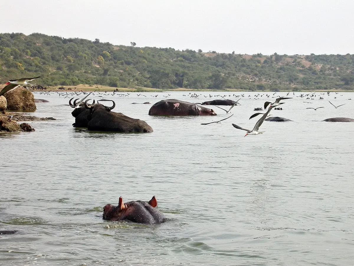 Buffaloes and hippos in the Kazinga Channel with water birds
