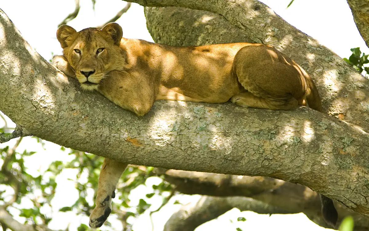 A lioness lying on the branch of a fig tree