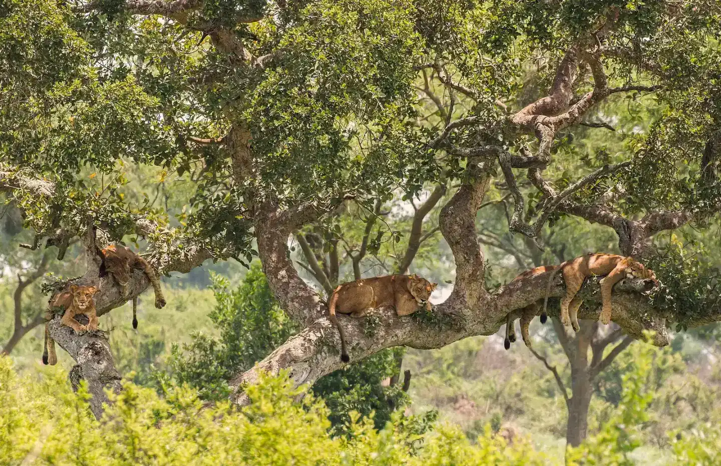 Lions resting in a tree in Queen Elizabeth National Park