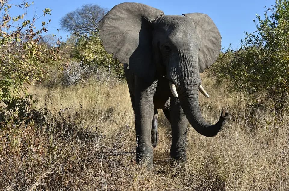 An elephant in the dry bush of Ruaha National Park