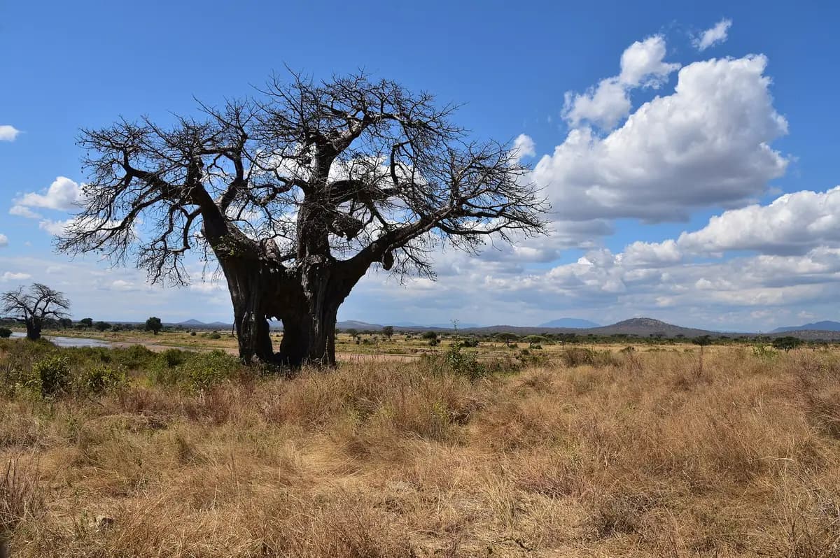 A baobab tree on the plains of Ruaha
