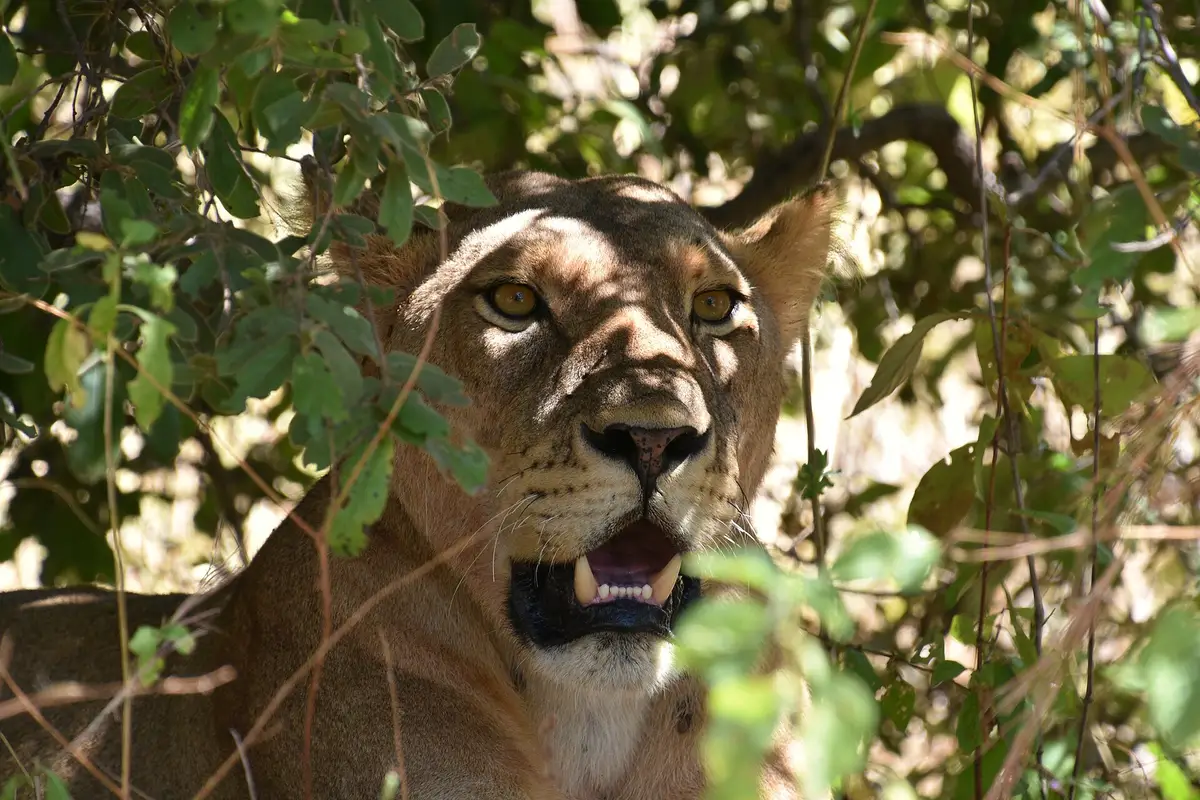 A lioness looking out from the bush in Ruaha