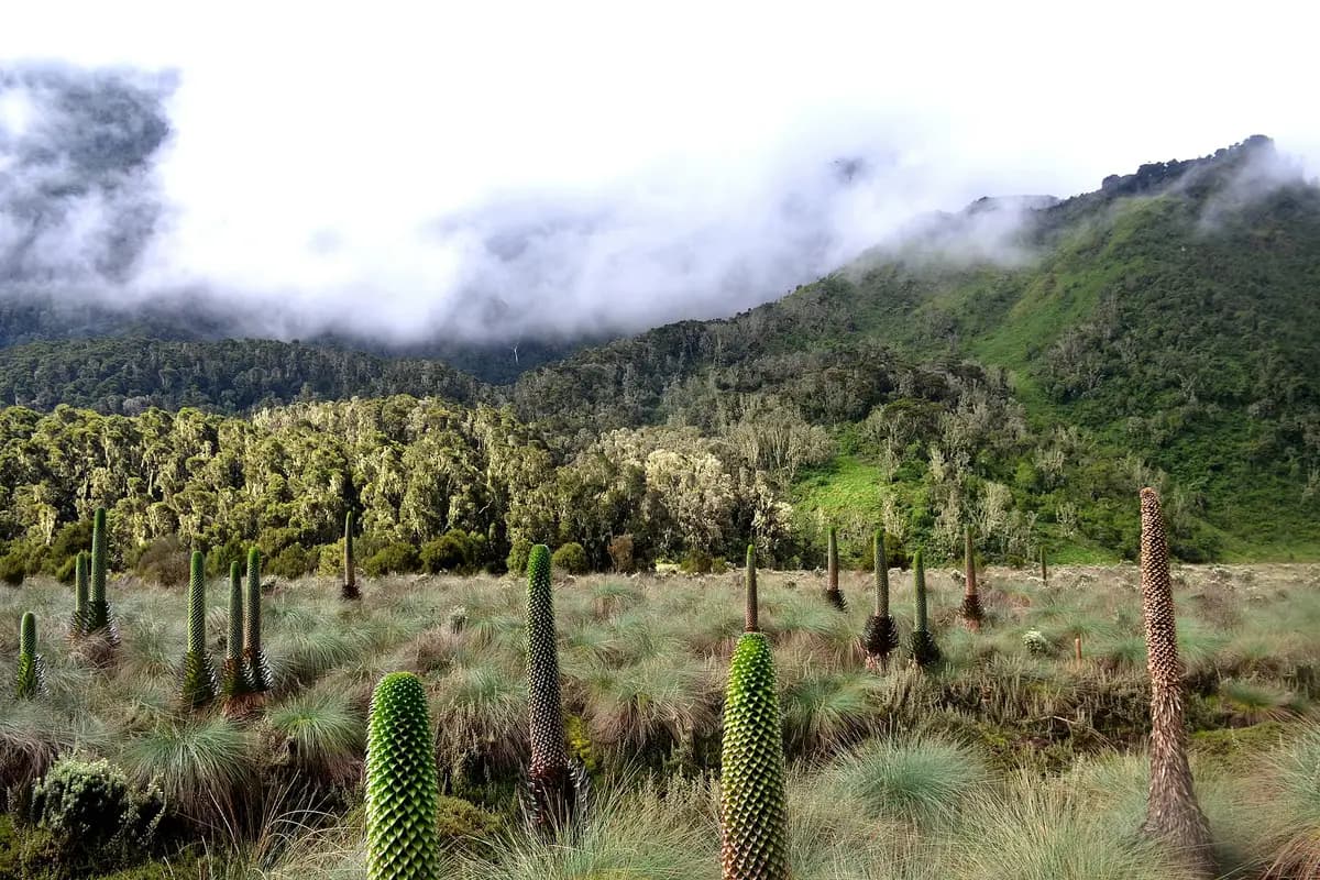 Giant lobelias in a high Rwenzori valley below the clouds
