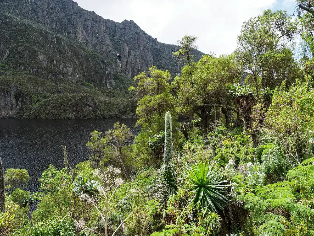 Upper Kachope Lake framed by giant lobelias