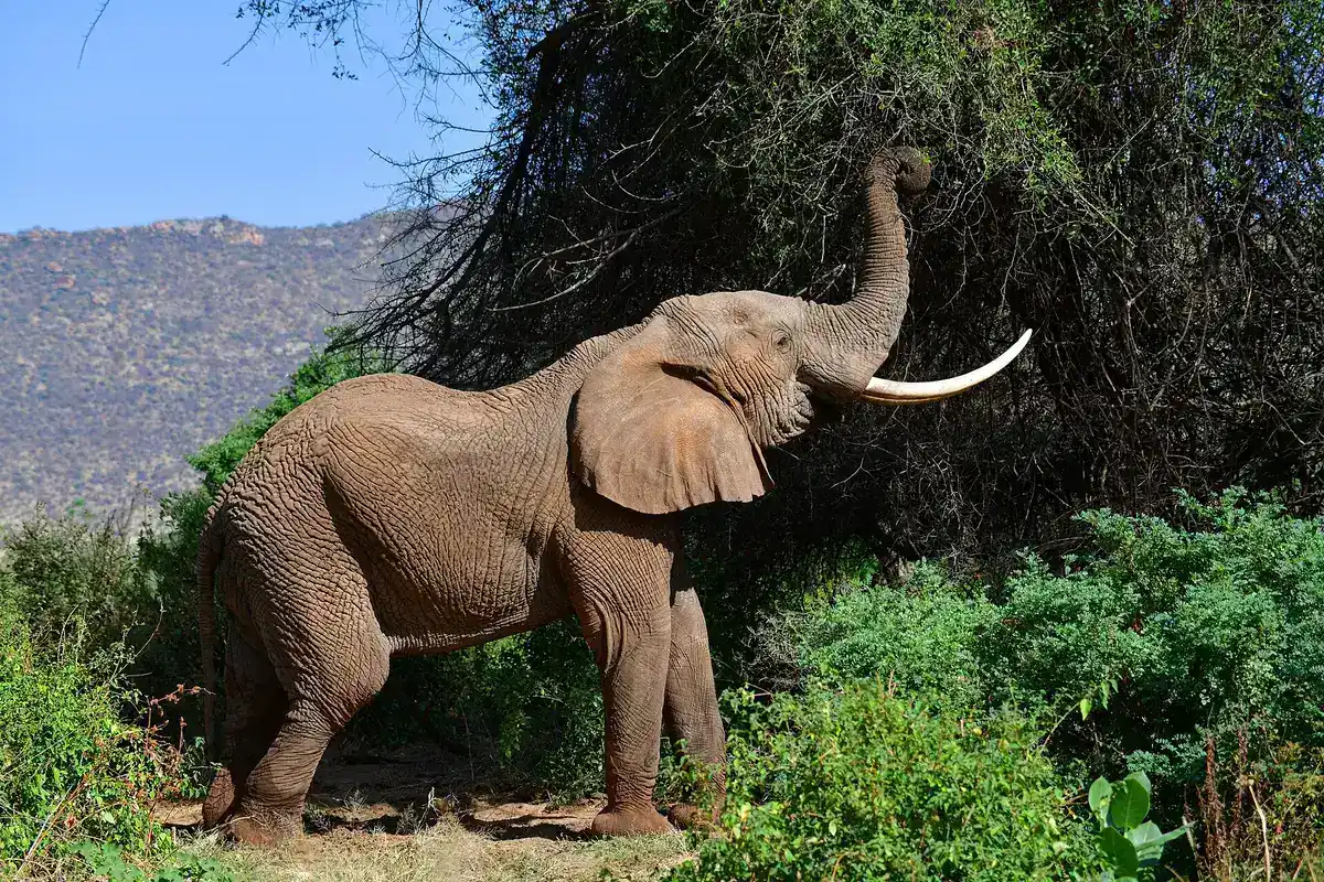 An elephant reaching into a tree in Samburu