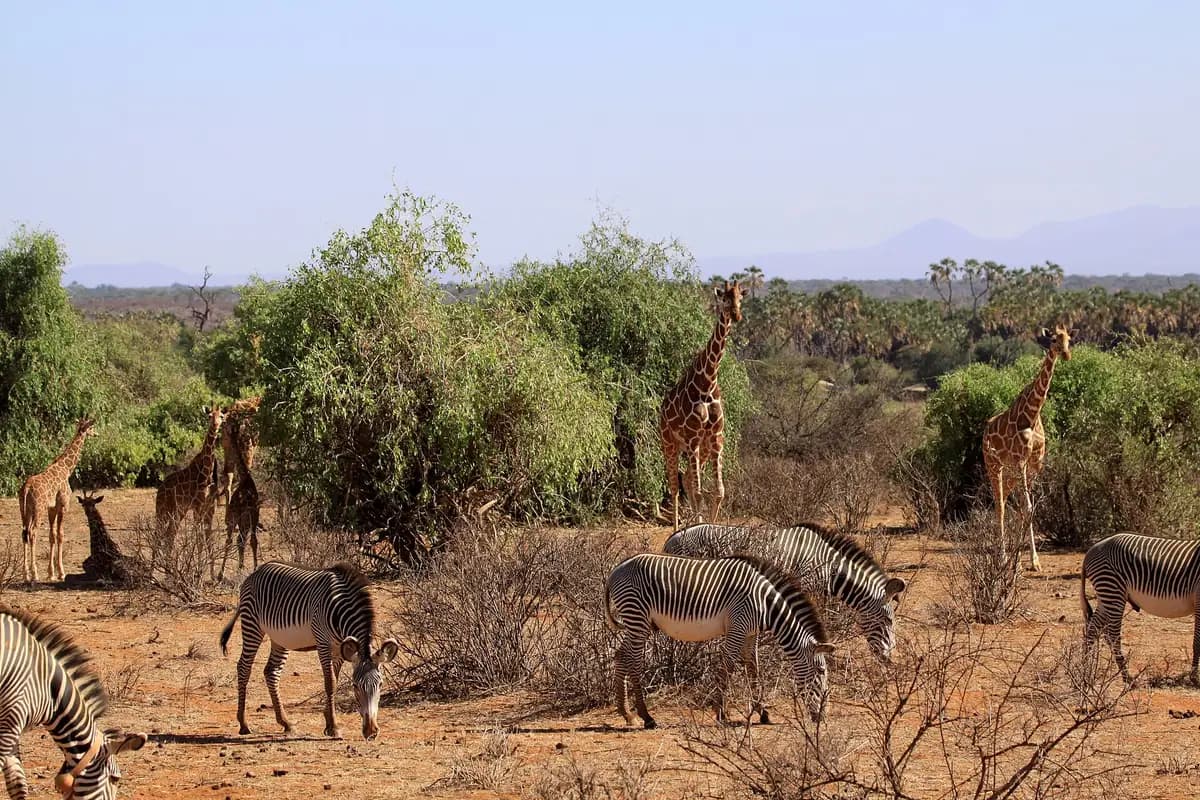 Grevy's zebras and giraffes in Samburu