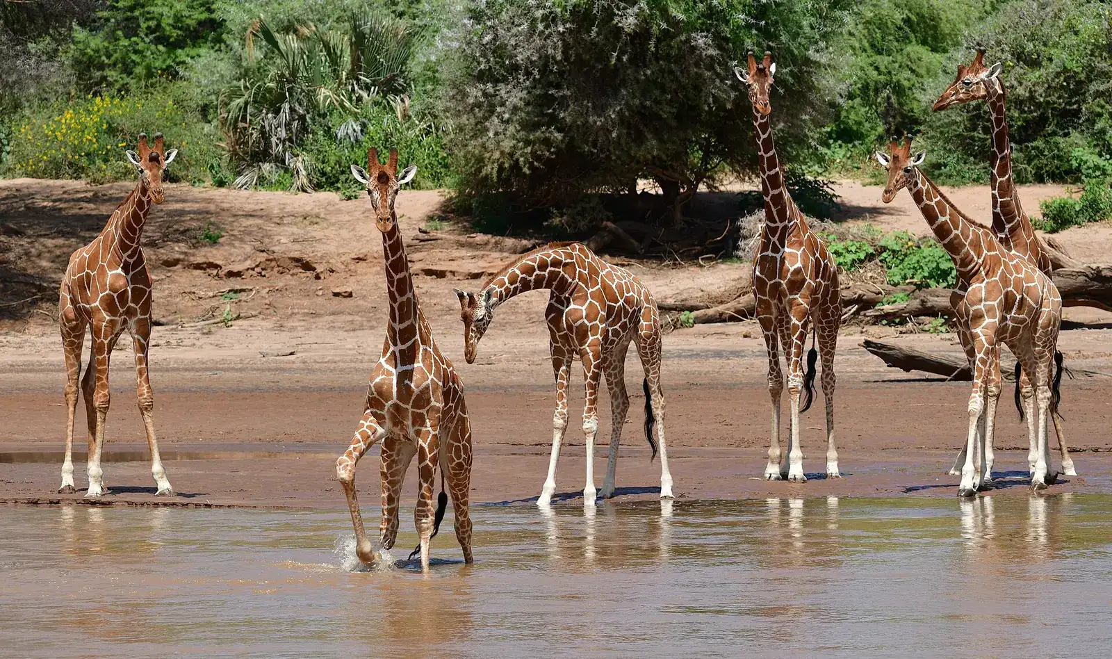 Reticulated giraffes crossing the Ewaso Ng'iro River in Samburu