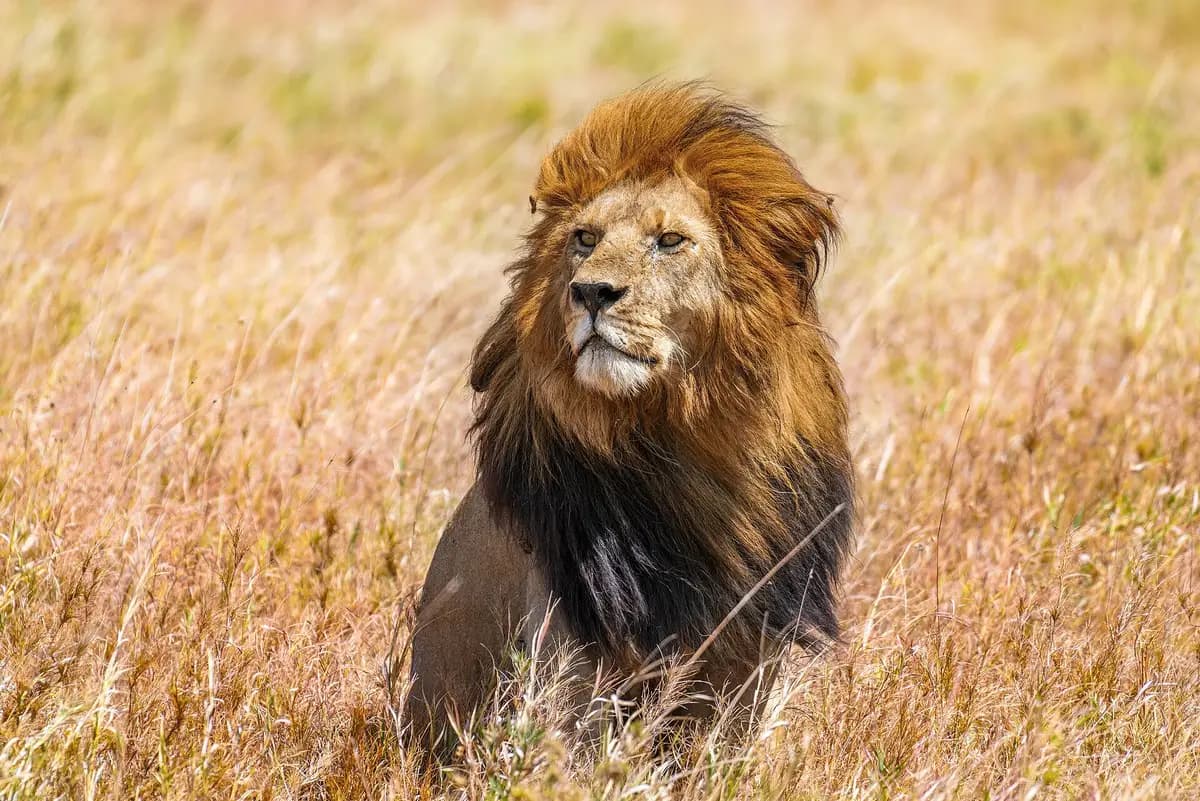 A black-maned lion in long grass in the Serengeti