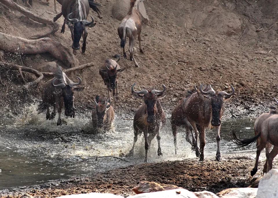 Wildebeest crossing a river during the Serengeti migration