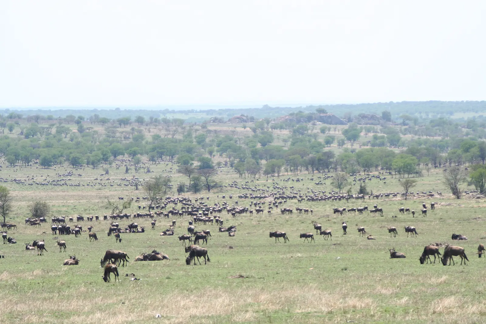 Wildebeest herds grazing across the Serengeti plains