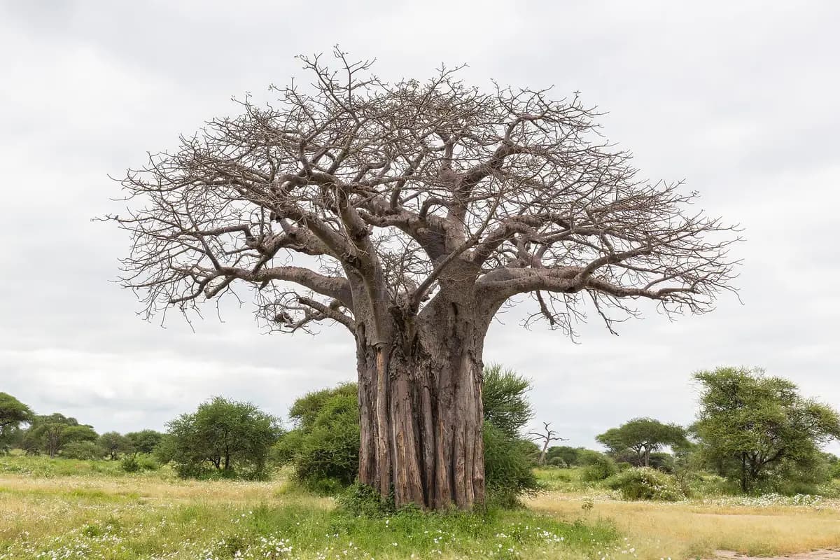 A giant baobab tree in Tarangire National Park