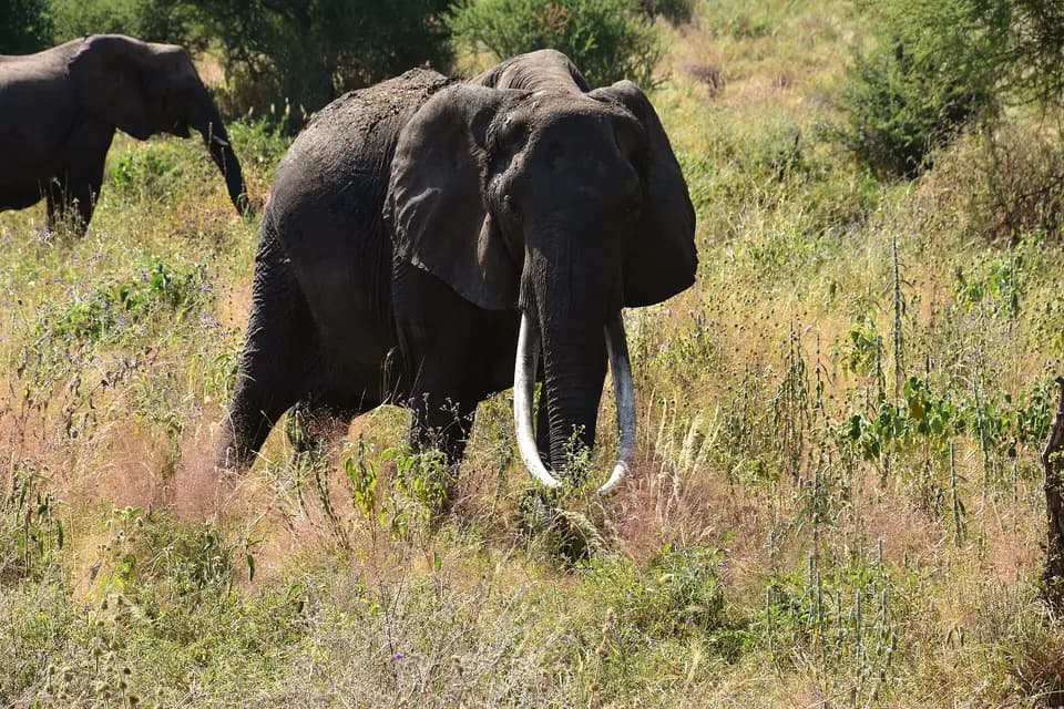 A large-tusked elephant in Tarangire's grassland