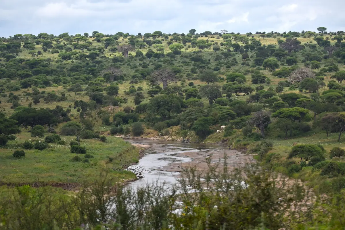 The Tarangire River winding through green woodland
