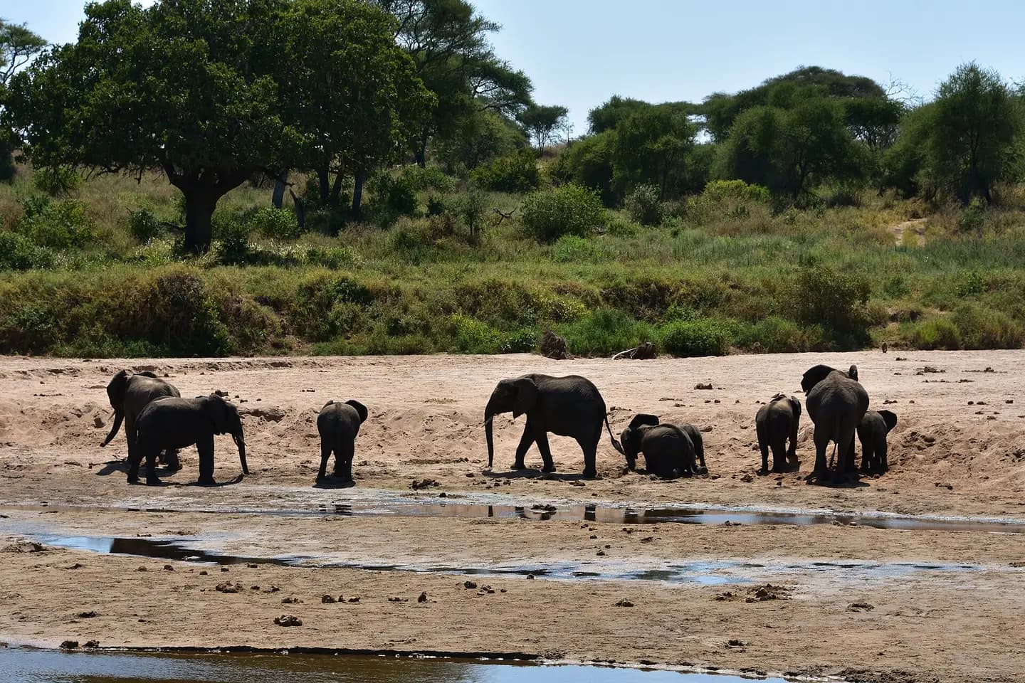 Elephants digging for water in the Tarangire riverbed