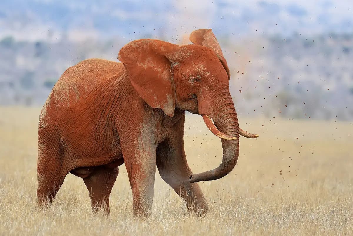 A red elephant flapping its ears
