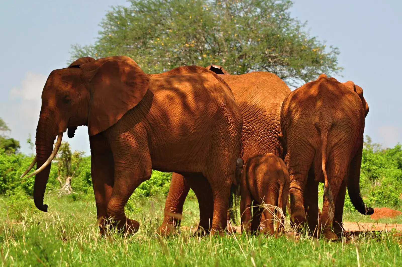 Red-dusted elephants of Tsavo East