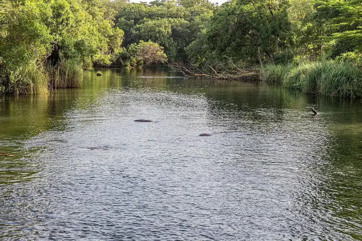 Hippos in the clear pools of Mzima Springs