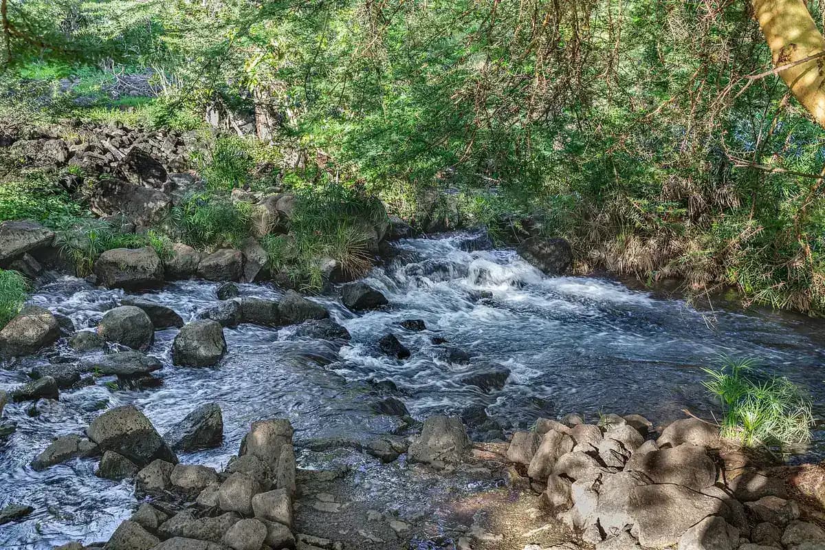 Water rushing over rocks at Mzima Springs