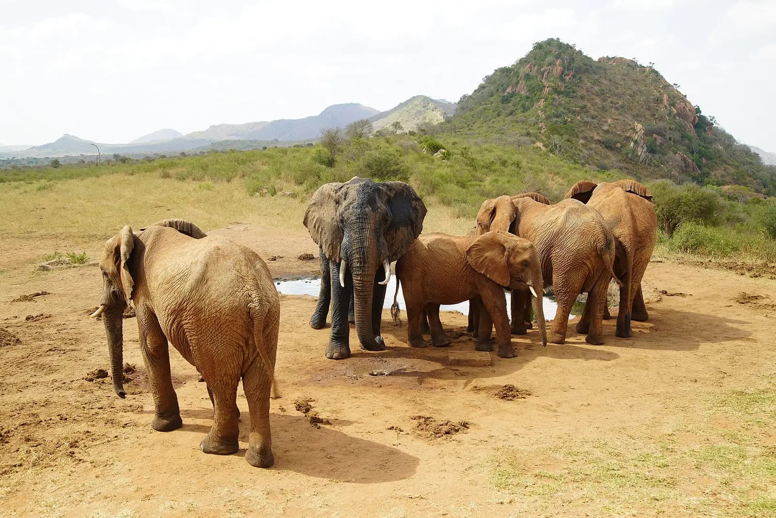 Elephants at a waterhole below volcanic hills in Tsavo West