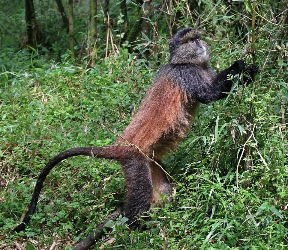 A golden monkey foraging in the bamboo of Volcanoes National Park