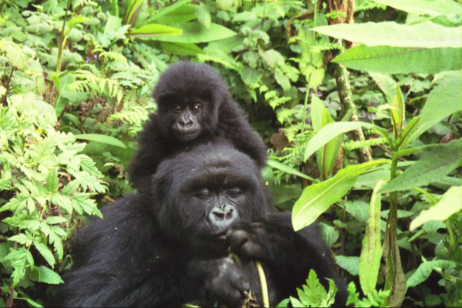 A mountain gorilla mother with her infant on her back in Volcanoes National Park
