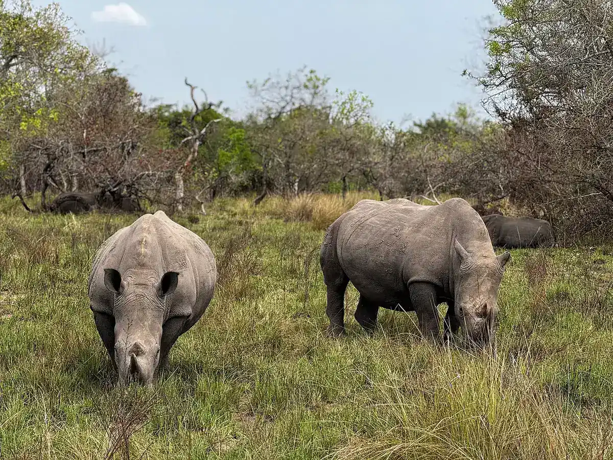 White rhinos grazing at Ziwa