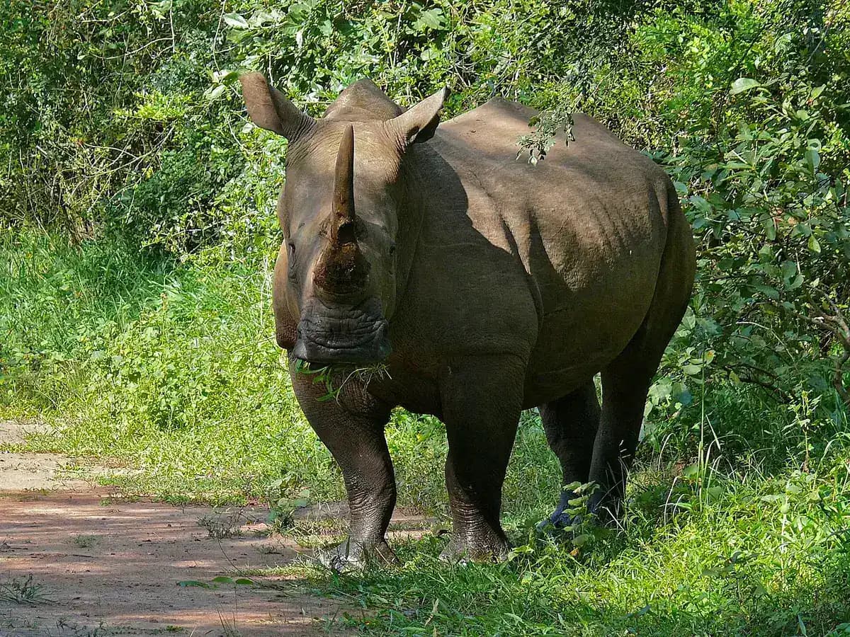 A white rhino standing on a track in the bush